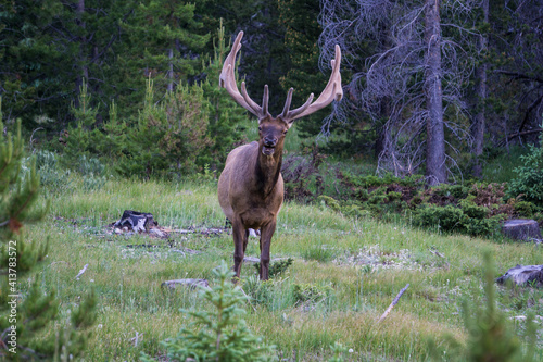 deer in the woods