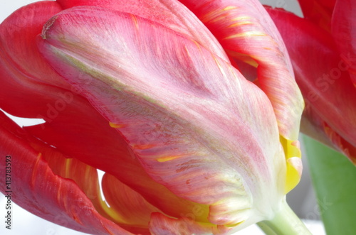 Tulpenblatt