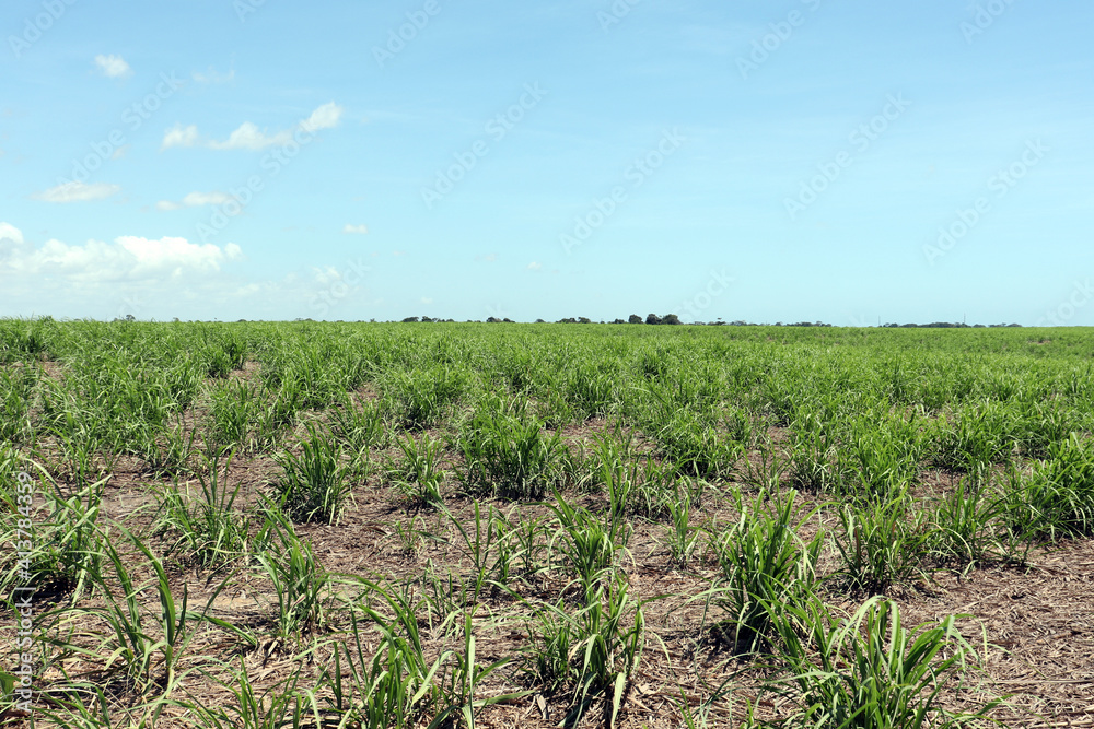 Sugarcane plantation located in the state of Alagoas, Brazil. Its scientific name is Saccharum officinarum.