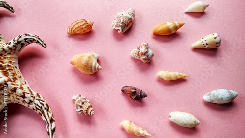 Sea       animal shells  nature concept suitable for backgrounds and wallpapers. Patinopecten caurinus  strombus gigas  cone shell  mollusca