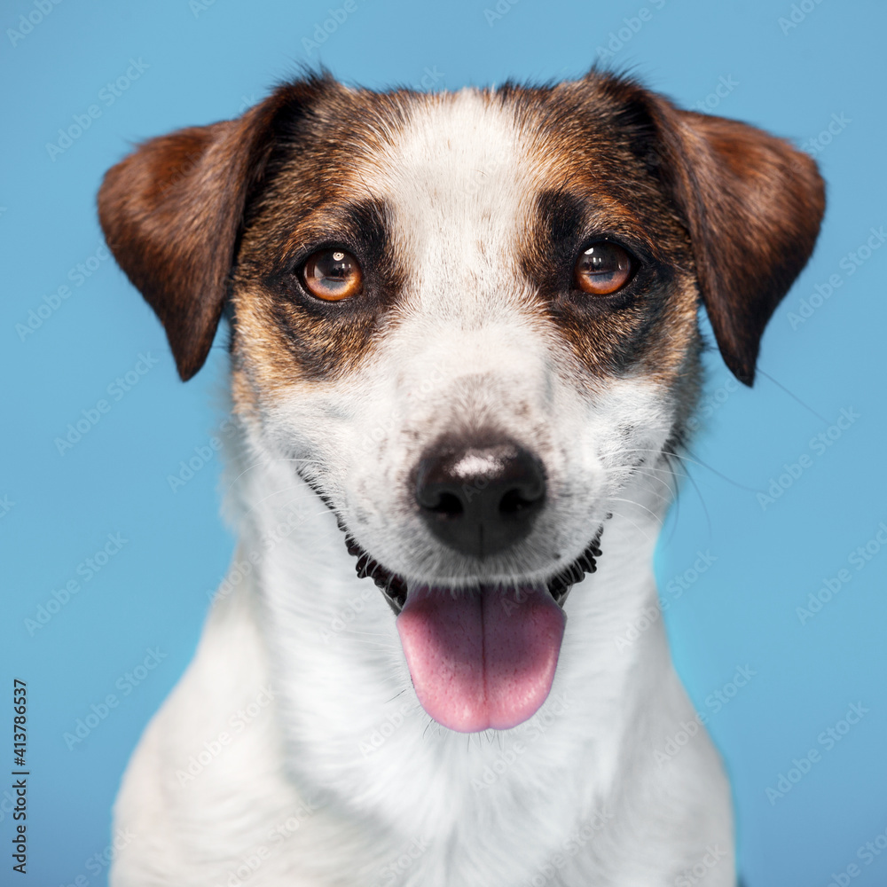 Portrait of a dog on a blue background Portrait of a dog on a blue background