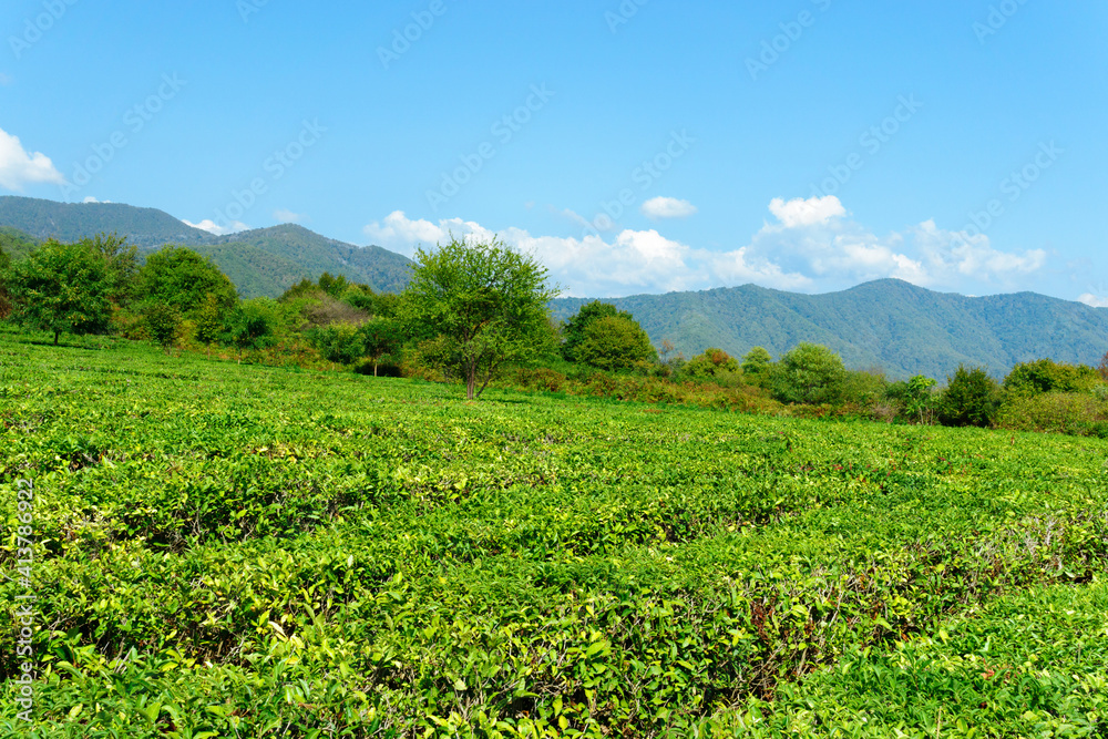Green tea leaves on the tea bush. the static camera, the autumn harvest