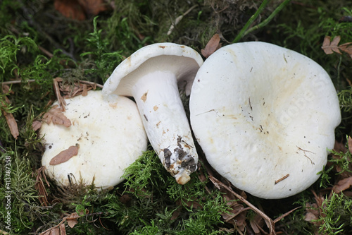 Canvas Print Lactifluus piperatus, known as peppery milkcap, wild mushroom from Finland