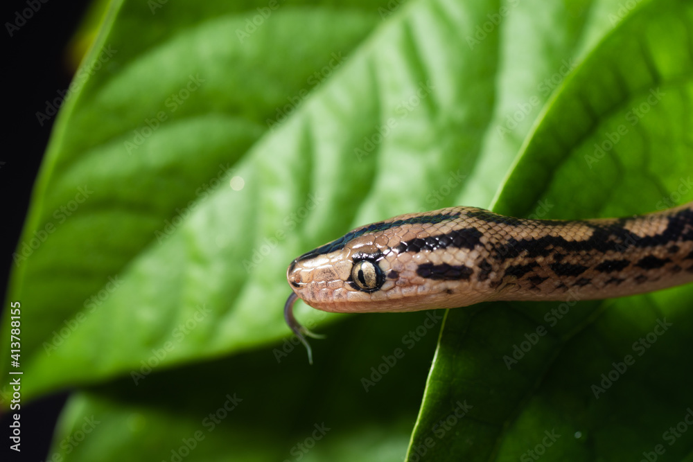 Grass Snake tasting the air among leaves on a tree stump. Grass Snake tasting the air among leaves on a tree stump.