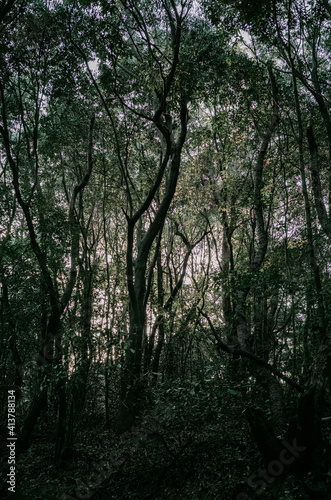 暗い雑木林
