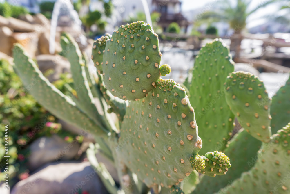 Beautiful big green cactus at the exotic garden Beautiful big green cactus at the exotic garden
