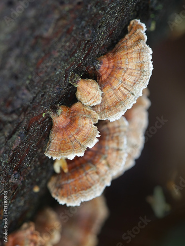 Stereum sanguinolentum, known as bleeding conifer crust, wild fungus from Finland