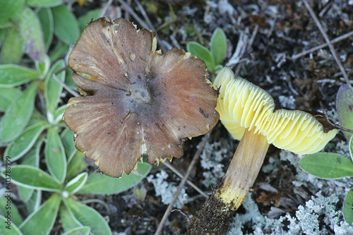 Hygrocybe spadicea, known as date waxcap, wild mushroom from Finland photo