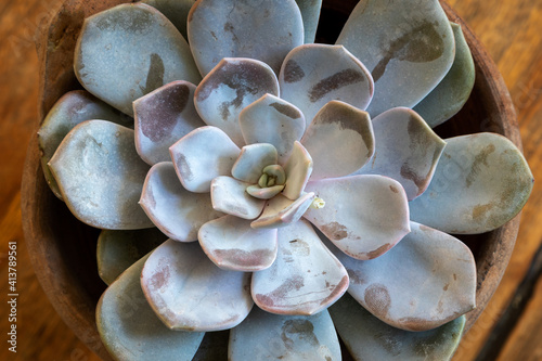 The mexican peacock echeveria  (Echeveria Peacockii) succulent photo