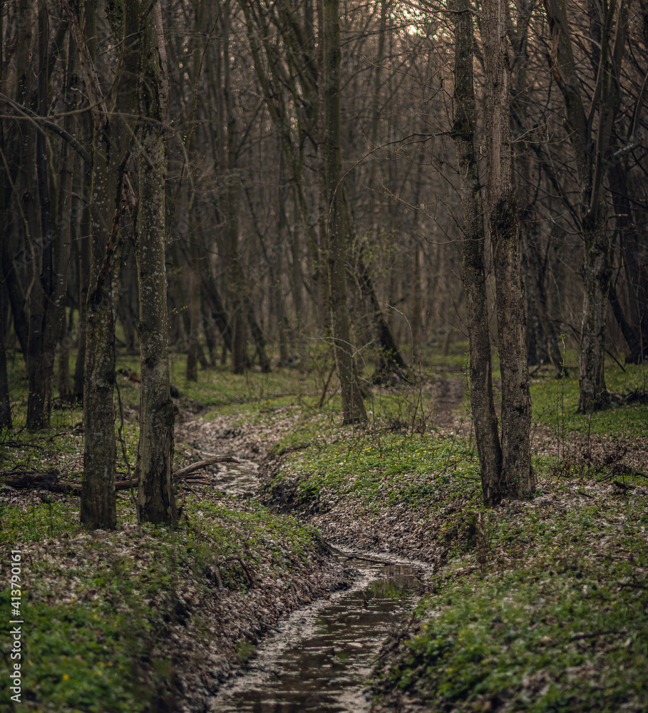Winter forests Winter forests