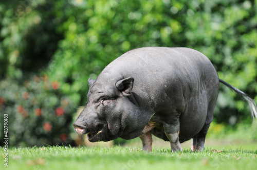 pot-bellied pig running on meadow