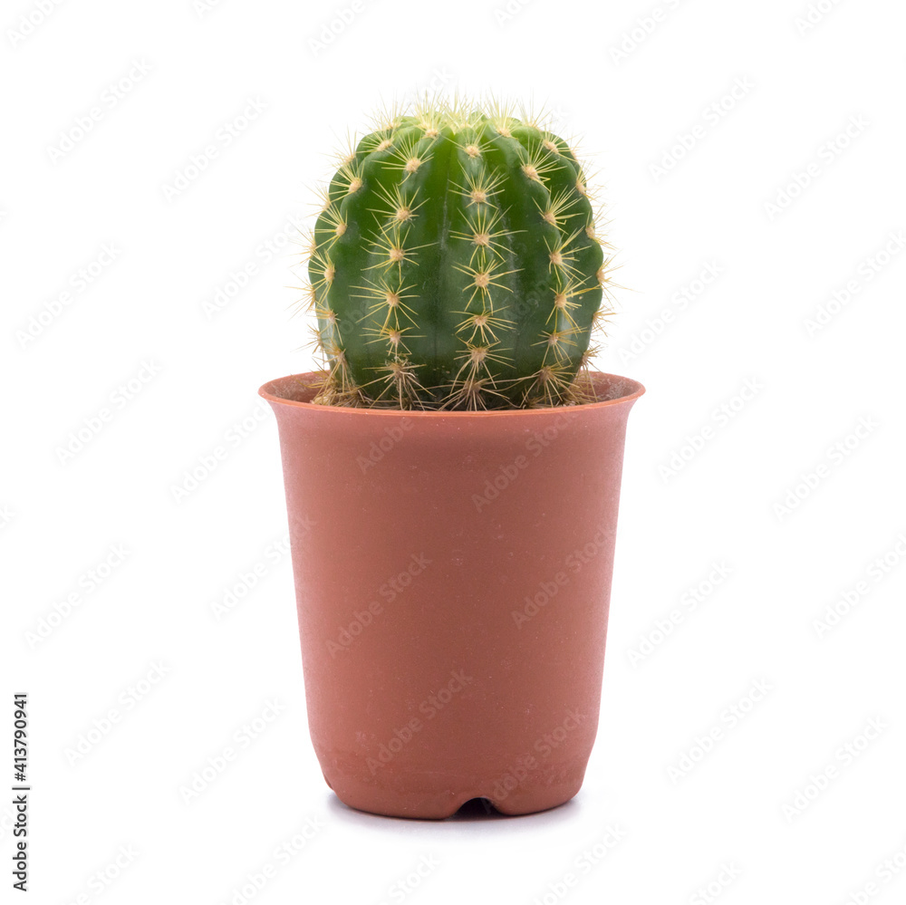 little cactus in blown pot little cactus in blown pot