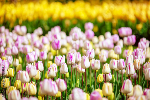 Multicolored tulip flowers
