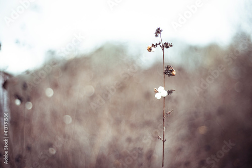 Winter wild grass with tiny rust coloured blooms on a deep gold meadow photo