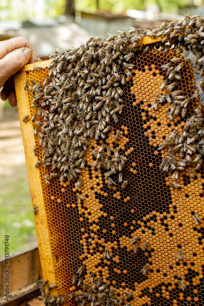 The beekeeper looks after honeycombs. Apiarist shows an empty honeycomb. The beekeeper looks after bees and honeycombs. Empty bee honeycombs The beekeeper looks after honeycombs. Apiarist shows an empty honeycomb. The beekeeper looks after bees and honeycombs. Empty bee honeycombs