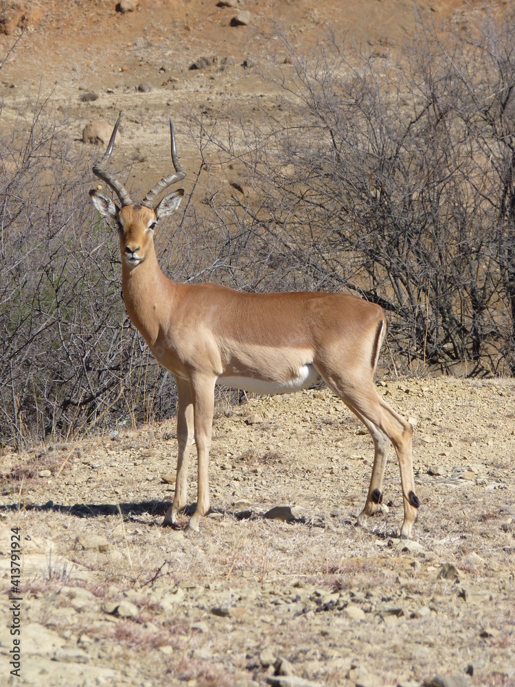 Impala Männchen P1190083 Impala Männchen P1190083