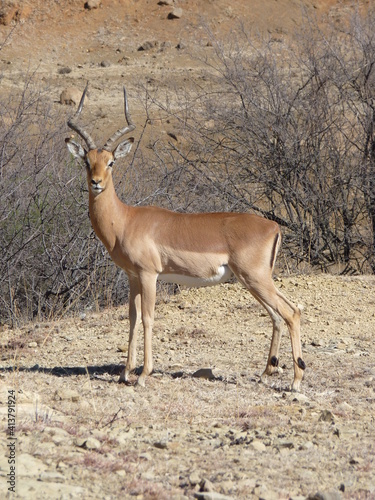 Impala Männchen P1190083