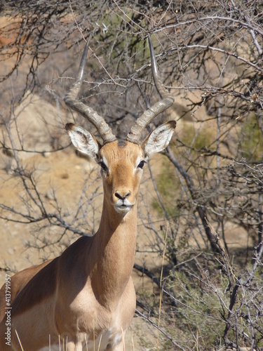 Impala Männchen Portrait P1190085