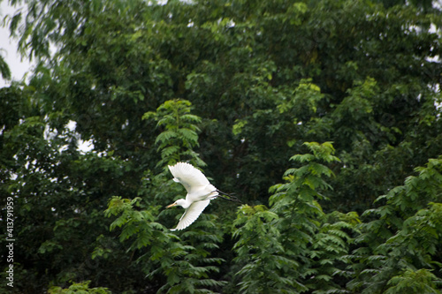 white heron in the forest