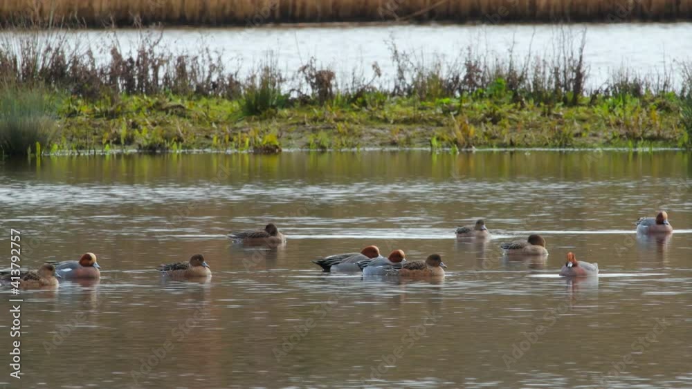 Eurasian Wigeon, Mareca penelope birds on water in habitat Eurasian Wigeon, Mareca penelope birds on water in habitat
