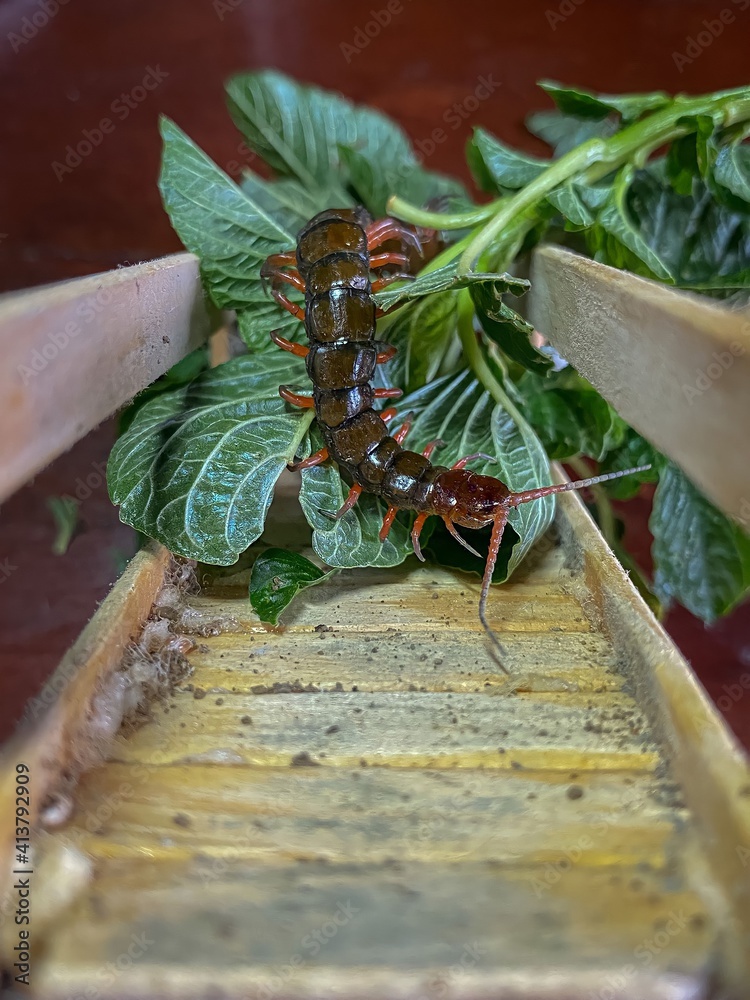 Naklejka premium centipedes that are eating leaves. banjarnegara INDONESIA