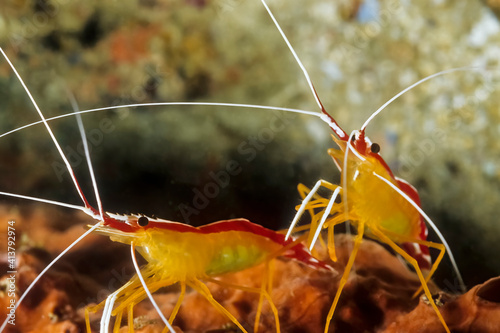 The White banded cleaner shrimp (Lysmata amboinensis) in Madagascar. photo