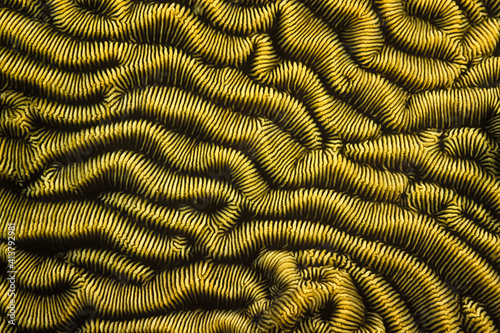 Wallpaper Mural A beautiful striped pattern on a coral in Madagascar. Torontodigital.ca