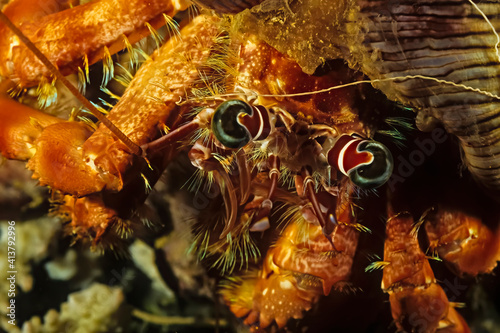 A closeup of a hermitcrab face, Madagascar. photo