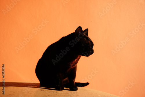 cat on the roof