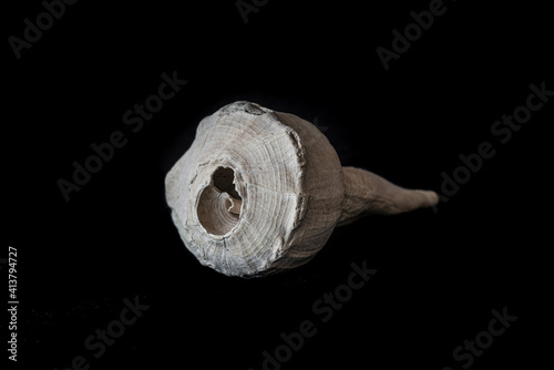 old marine snail shell isolated with a black background photo