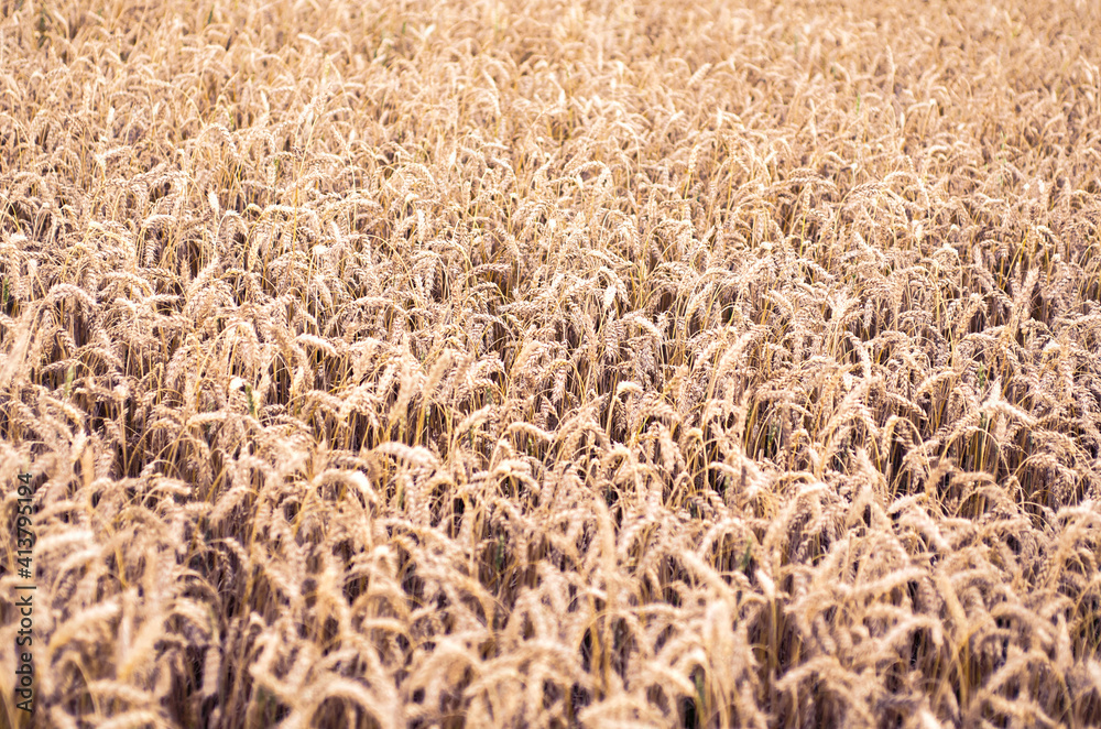 Golden rye field. Ripe grain spikelets. Crop and forage crop. Agricultural concept.Summer rural scenery. Background of ripening ears of wheat field. Rich harvest concept.Grain backdrop with copy space Golden rye field. Ripe grain spikelets. Crop and forage crop. Agricultural concept.Summer rural scenery. Background of ripening ears of wheat field. Rich harvest concept.Grain backdrop with copy space