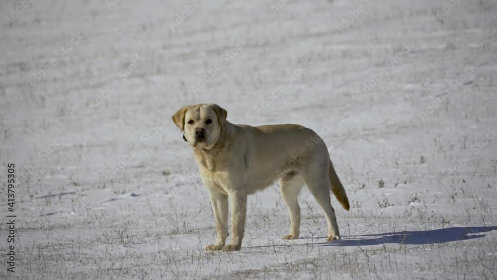 Golden retriever stand outdoors on the snow. Slow motion Golden retriever stand outdoors on the snow. Slow motion
