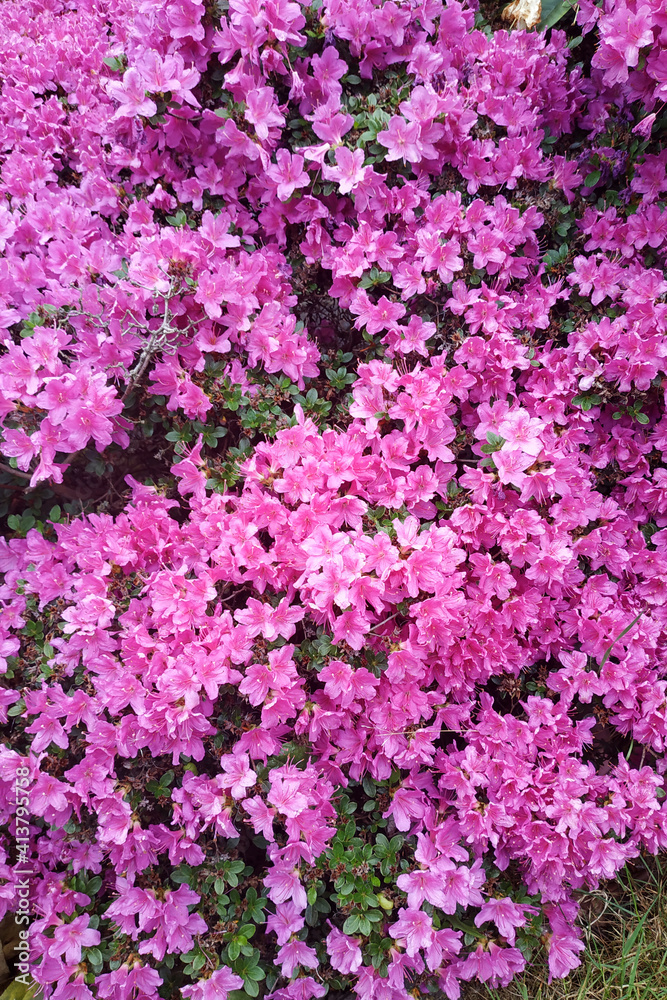 Azaleas were in full bloom everywhere, close-up of lush azalea blooms. Azaleas were in full bloom everywhere, close-up of lush azalea blooms.