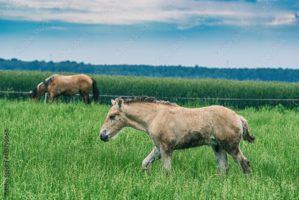 The horse grazes in the pasture in summer. The horse grazes in the pasture in summer.