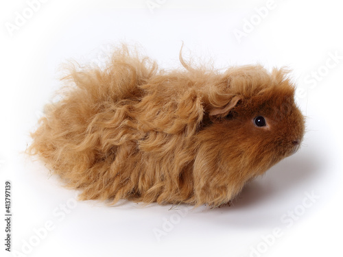 Peruvian guinea pig with long red hair. Luncaria breed. A studio photo of this pet.
