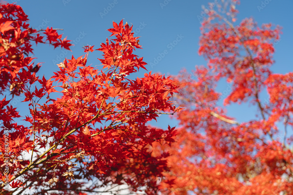 colorful tree branches in Japanese garden, Look up view of the trees in autumn season colorful tree branches in Japanese garden, Look up view of the trees in autumn season