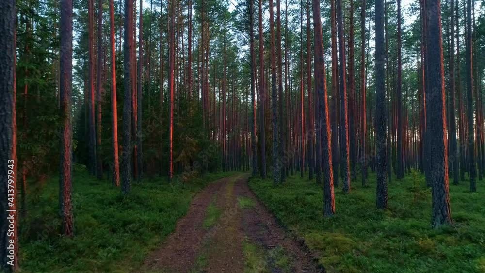 Beautiful forest with long trees trunks with red illumination, green grass carpet and local earth road, pov forward motion view Beautiful forest with long trees trunks with red illumination, green grass carpet and local earth road, pov forward motion view