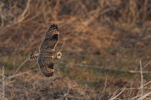 コミミズクの飛翔 photo