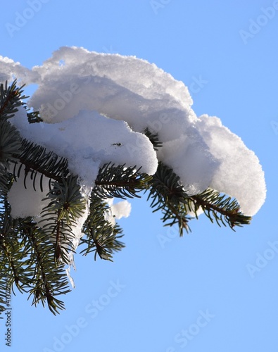 Snow load threatens to Tip over from a Branch tip
