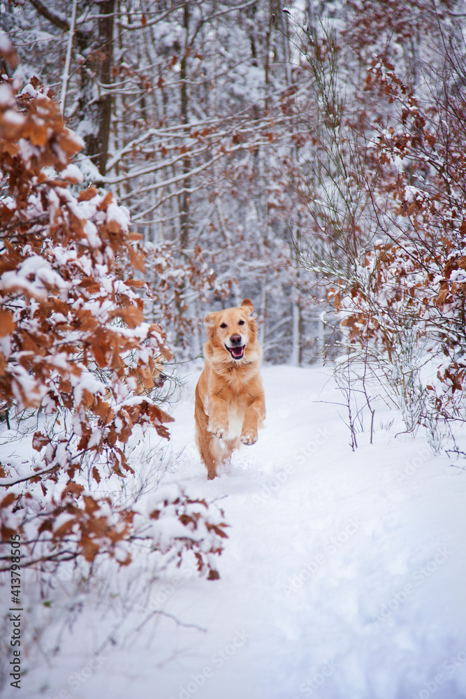 Dog running on snow covered field Dog running on snow covered field