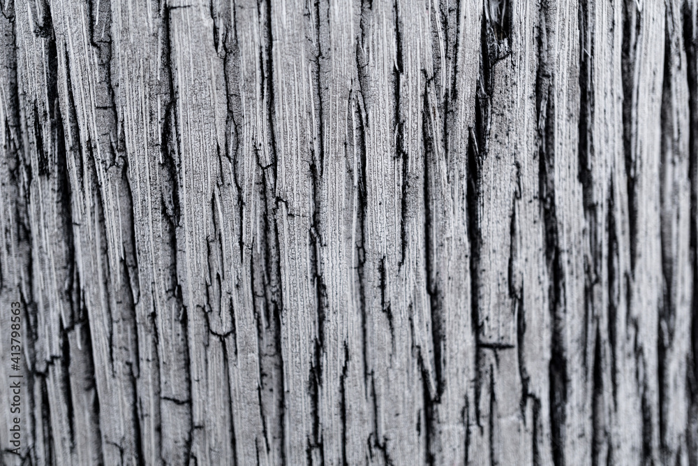 Beautiful texture of the big coconut palm trunk Beautiful texture of the big coconut palm trunk