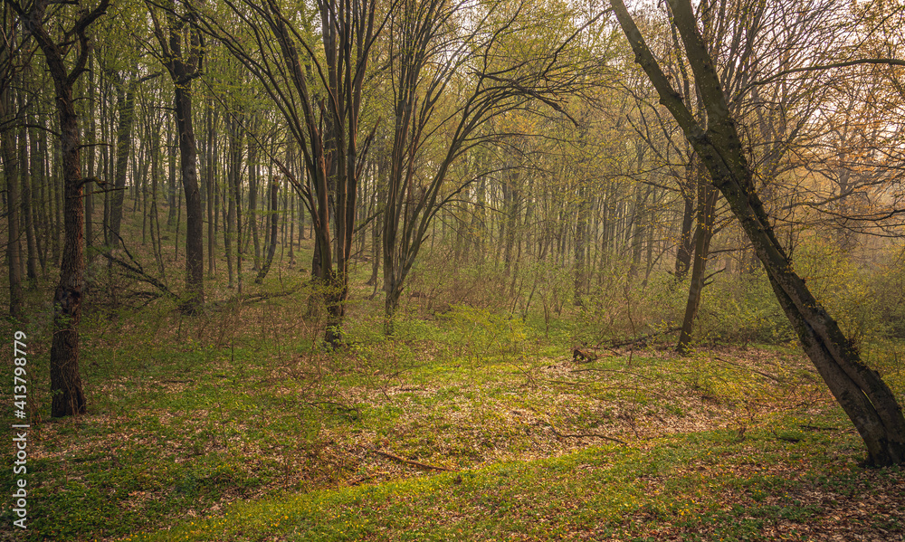 Spring forests Spring forests