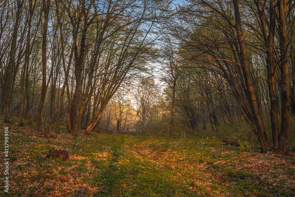 Fototapeta premium Spring forests