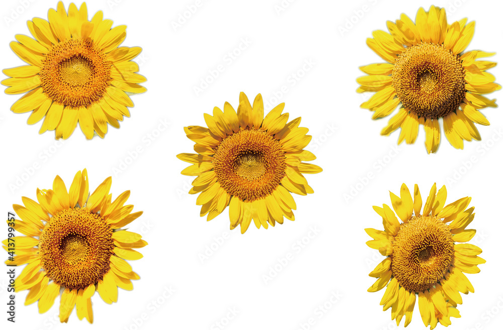 花の素材 ひまわりの花の切抜き 花の素材 ひまわりの花の切抜き