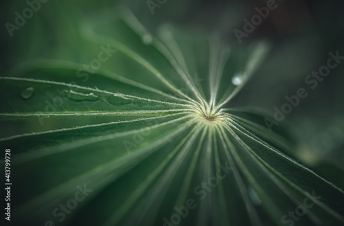 Morning nature in sunlight and dew