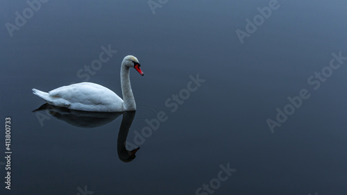 Fototapeta Naklejka Na Ścianę i Meble -  Winter pond with a swan
