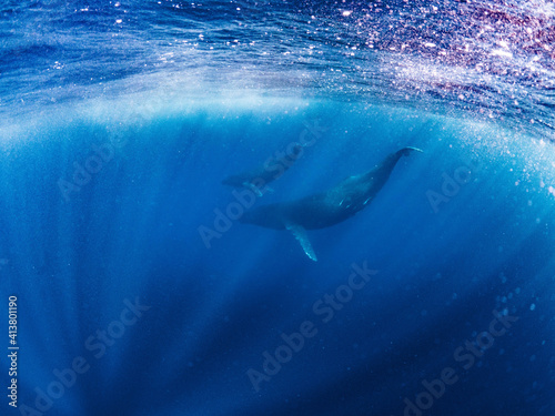 日本 クジラ ホエールスイム