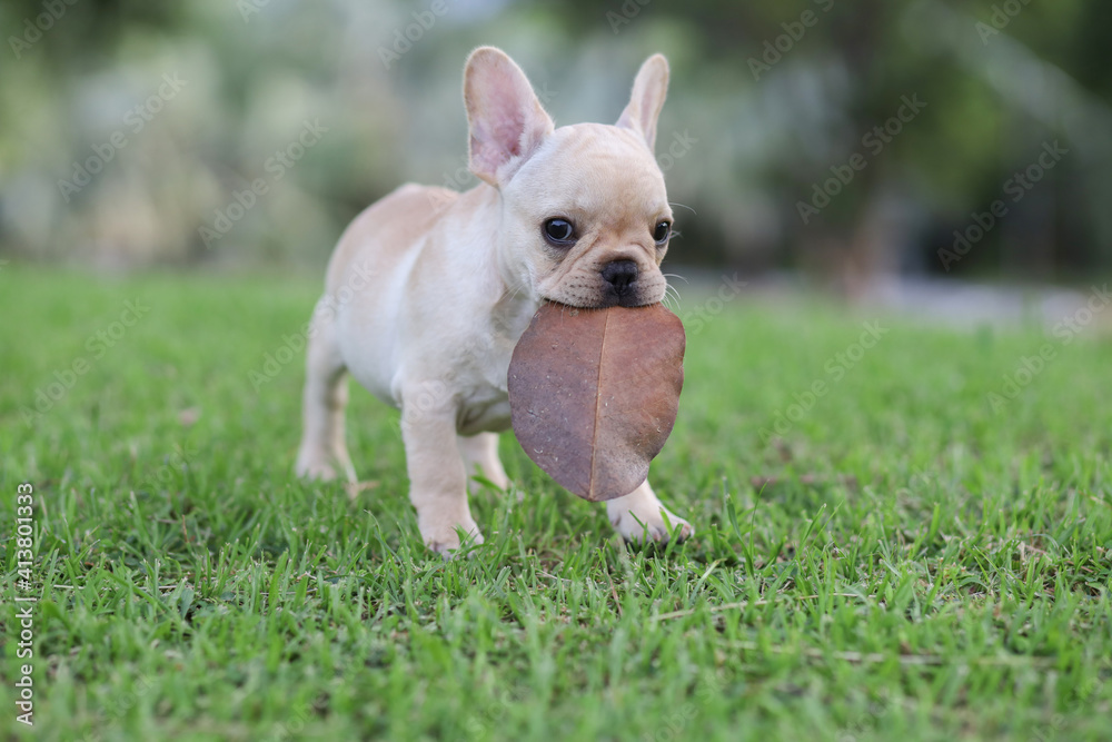 french bulldog on the grass in the park. Beautiful dog breed French Bulldog in autumn outdoor grass
