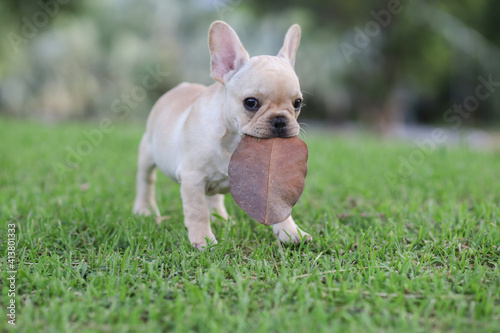french bulldog on the grass in the park. Beautiful dog breed French Bulldog in autumn outdoor grass © Somkiat