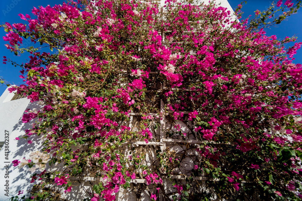 Obraz premium Flowers on empty stone wall and paved street